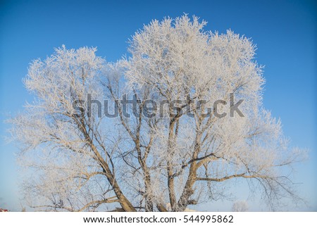 beautiful frozen white winter trees in the snow