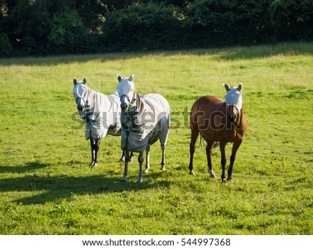 horses in field wearing fly protection masks and coats Royalty-Free Stock Photo #544997368
