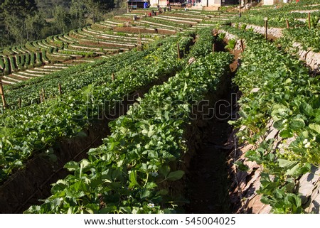 Strawberry field on agricultural hill in Chiangmai, North of Thailand