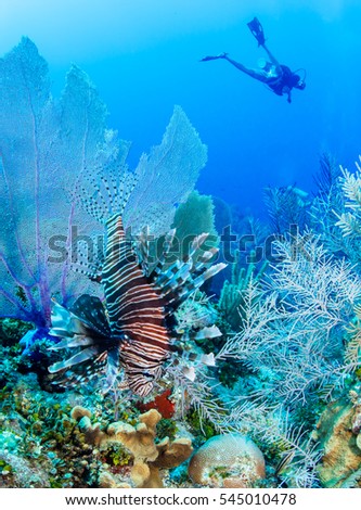 lion fish close up underwater swimming on a colorful coral reef in clear caribbean water