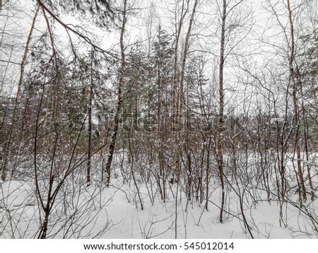 Winter landscape. Eastern Europe woods - forest under the snow