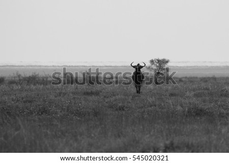 huge wildebeest running to a meeting with the danger  in the Etosha Park, Namibia, South Africa