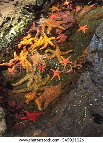 Aquarium starfish