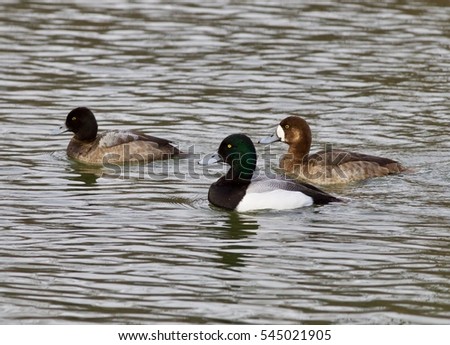 Photo of three ducks in a lake
