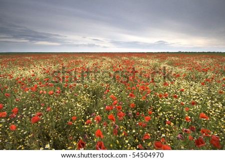 Huge poppy field - landscape
