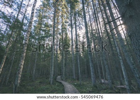 old wooden boardwalk covered with leaves in ancient forest with mossy tree trunks - vintage color film look