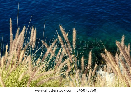Grass on the sea