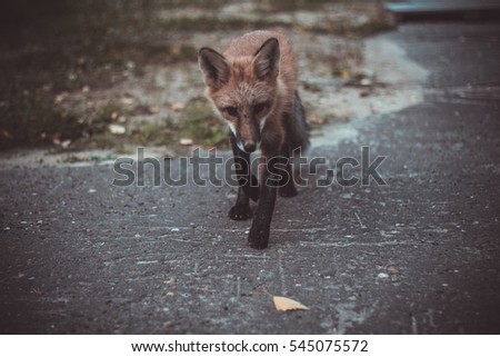 sly Fox