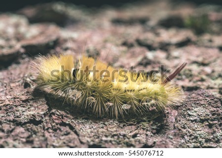 Caterpillar Pine Processionary species Thaumetopoea pityocampa - vintage film effect