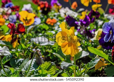 Heartsease, flower garden - close-up. Carpet of the color pansy, viola