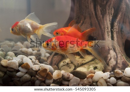Fish in the home aquarium