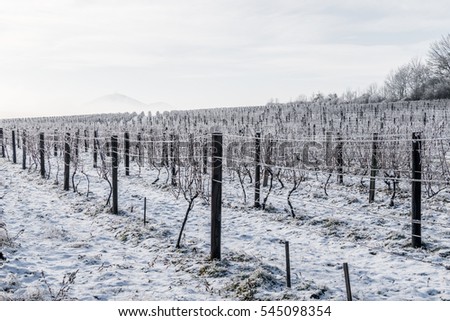 Winter vineyard