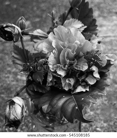 A close-up photograph of a small bunch of rose-like flowers with a black and grey filter added for artistic appeal.