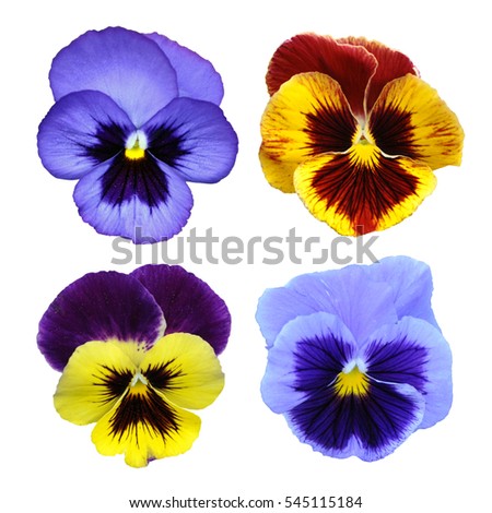 Violet Pansy closeup isolate on white background, viola set 