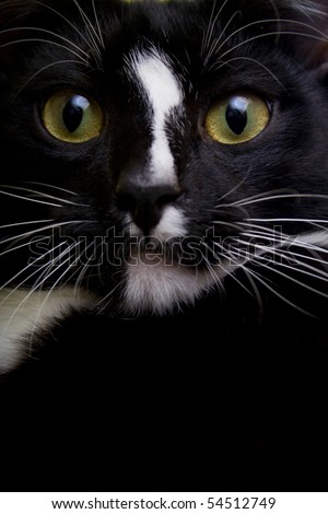 Portrait of a black cat close up.
