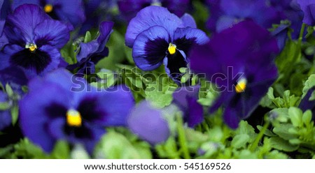 colorful blue violet pansies