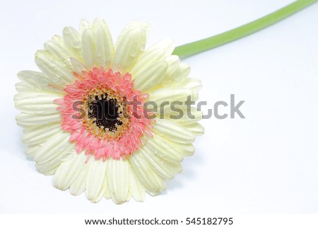 White daisy isolated on a white background