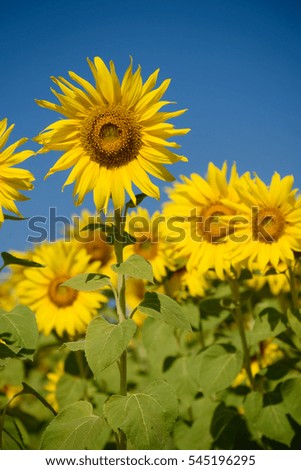 Field of sunflowers and blue sky