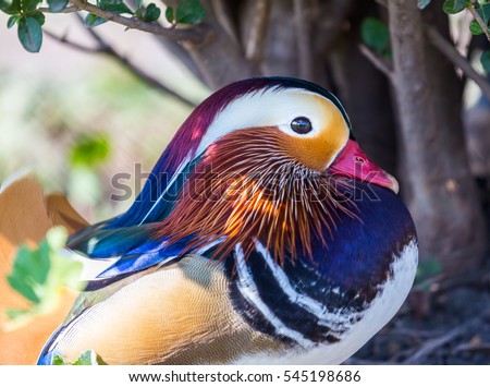 The mandarin duck is a perching duck species found in East Asia. It is medium-sized, at about fourteen inches  long. It is closely related to the North American wood duck, the only other member.