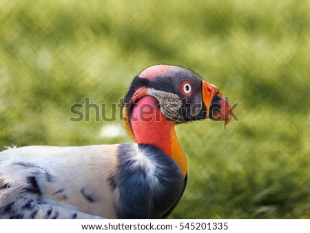 King Vulture, a very highly colored bird.