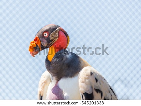 King Vulture, a very highly colored bird.