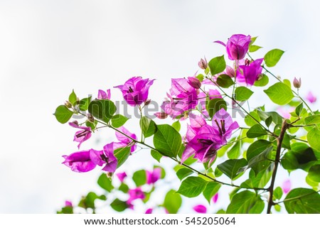 Purple bougainvillea spectabilis flower blooming against cloudy sky in Shenzhen, China. Bougainvillea also known as great bougainvillea. It is native to Brazil, Bolivia, Peru, and Argentina.