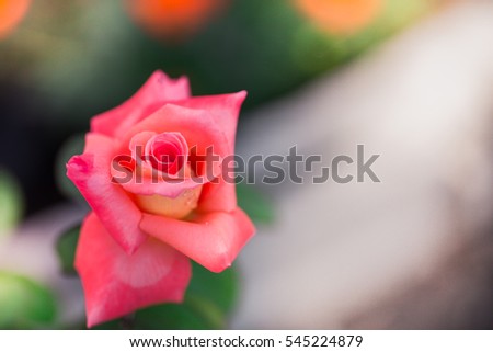 close up blurred pink rose