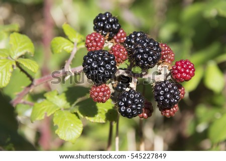 The blackberries giving after the fruiting the blackberries of a red color and then black Royalty-Free Stock Photo #545227849