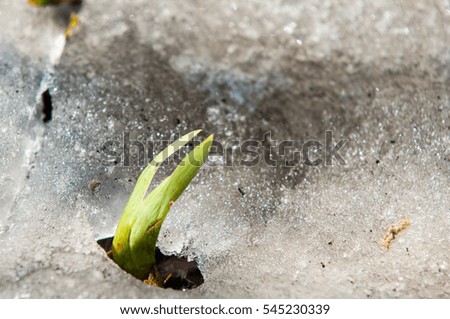 texture. background. spring landscape. The last snow. Clearing the bright warm sun