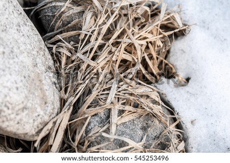 texture. background. spring landscape. The last snow. Clearing the bright warm sun