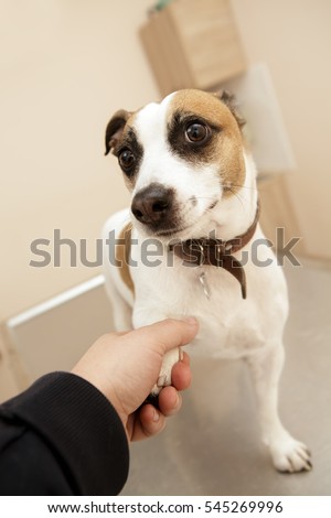 Dog handshake. Vertical shot of a cute jack russel terrier puppy giving his paw to the photographer behind the camera dog selfie puppy jack russel terrier animals pets breed beautiful concept