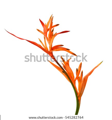 Watercolor illustration with realistic branch of strelitzia. Bird of paradise flower painted in watercolor. Botanical illustration. Royalty-Free Stock Photo #545282764