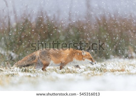 Mammals - European Red Fox (Vulpes vulpes) winter