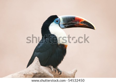 Portrait of the red billed toucan sitting on a branch