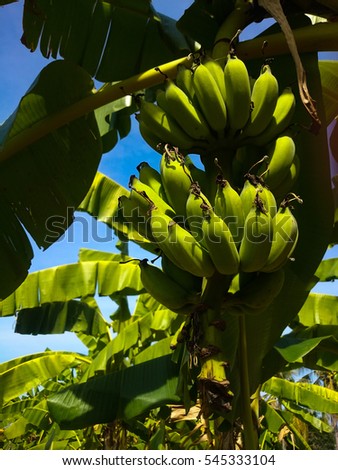 bunch of banana in banana plantation