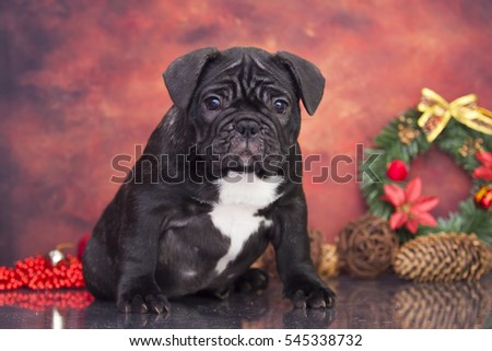 Puppy French bulldog dog
