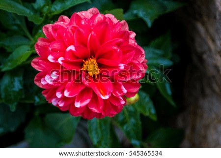 Red dahlia flower with rain drops on petals close-up, selective focus