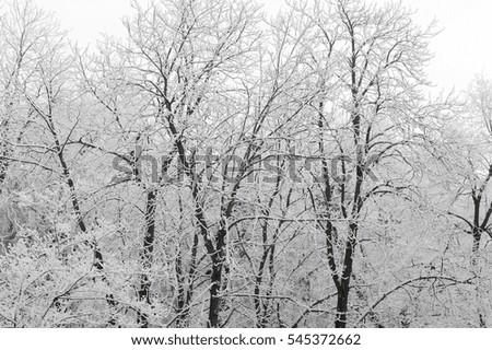 bare tree covered with frosty snow on branches in winter at christmas or new year isolated on white background
