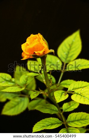 A fresh yellow rose on a black background