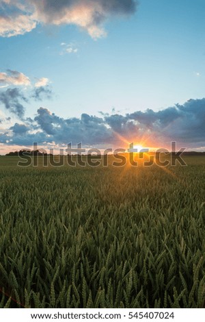 Sunset over corn fields