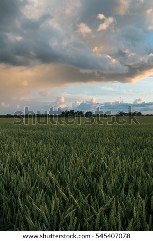 Sunset over corn fields