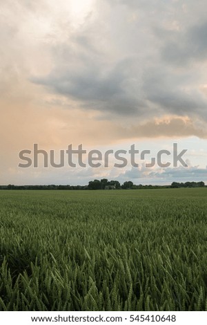 Sunset over corn field