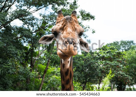 A giraffe looking at you, close up