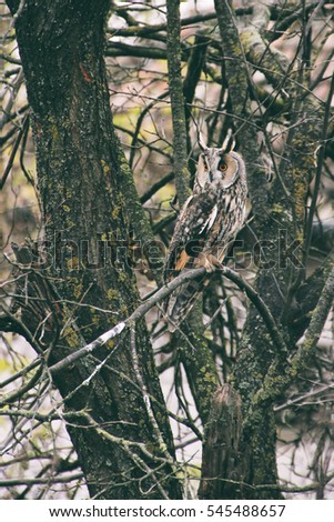 Owl in the tree. Wildlife animal