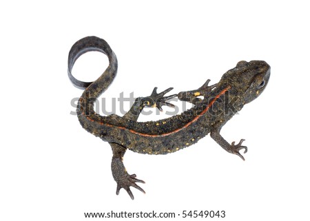 animal chinese salamander