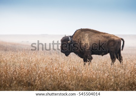 American Bison, buffalo, profile standing in tall grass prairie with light fog in background Royalty-Free Stock Photo #545504014