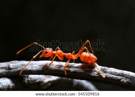Macro shot of red ant in nature. Red ant is very small. Selective focus, free space for text.