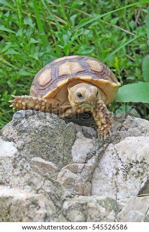  Close up Baby Africa spurred tortoise ,Slow life ,Funny Cute Baby Animal ,cute animal pictures make you smile                              