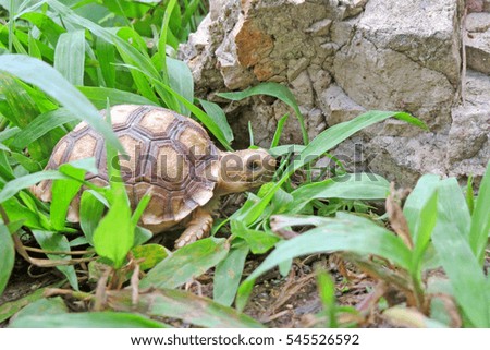  Close up Baby Africa spurred tortoise ,Slow life ,Funny Cute Baby Animal ,cute animal pictures make you smile                              
