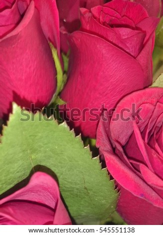 Bunch of dark pink roses. This photo was taken in Brisbane, Australia.